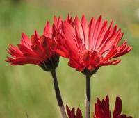 鱼掉进厕所堵了怎么办