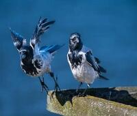 怎么去虱子和虱子卵