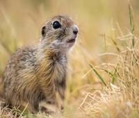 马桶被猫砂堵了如何自己快速疏通