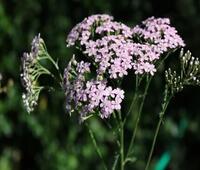 缩绒剂能用手洗吗